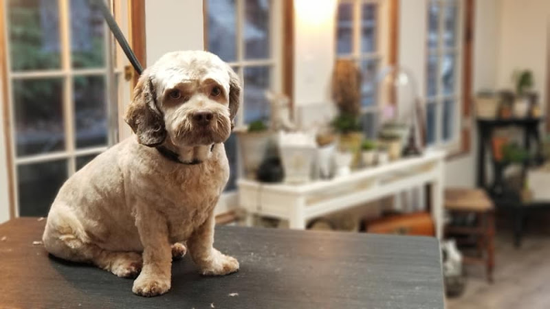 Cambridge Dog Spaw