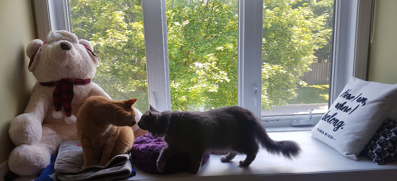 Catnapz