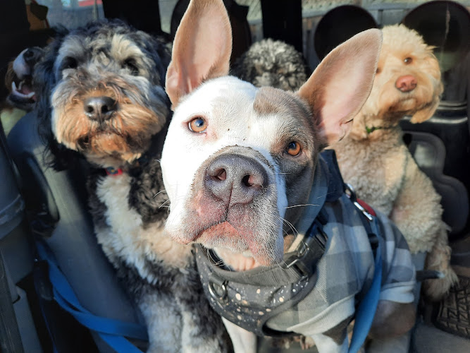 Pups ‘n’ Kittens Pet Services