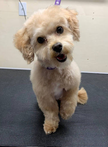 Tatiana’s Dog Grooming