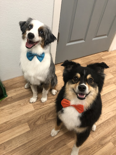 Momo Dog Grooming