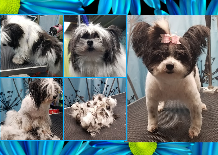 Blue Petal Small Dog Grooming