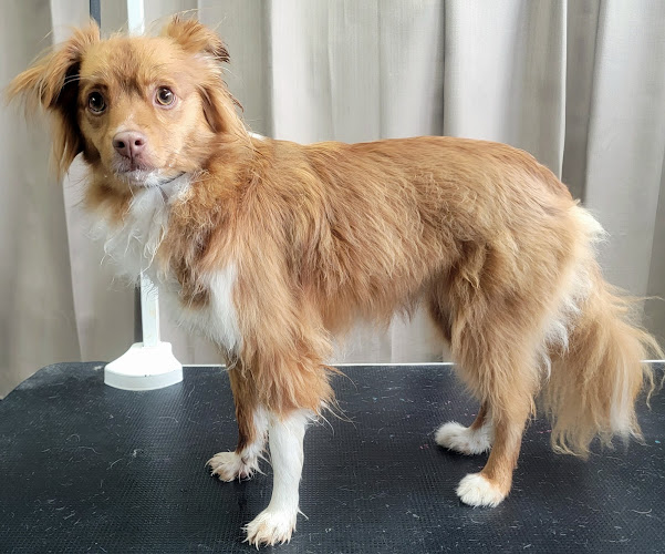 Fur & Feathers Grooming Salon