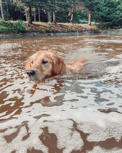 Pension Canine P&E