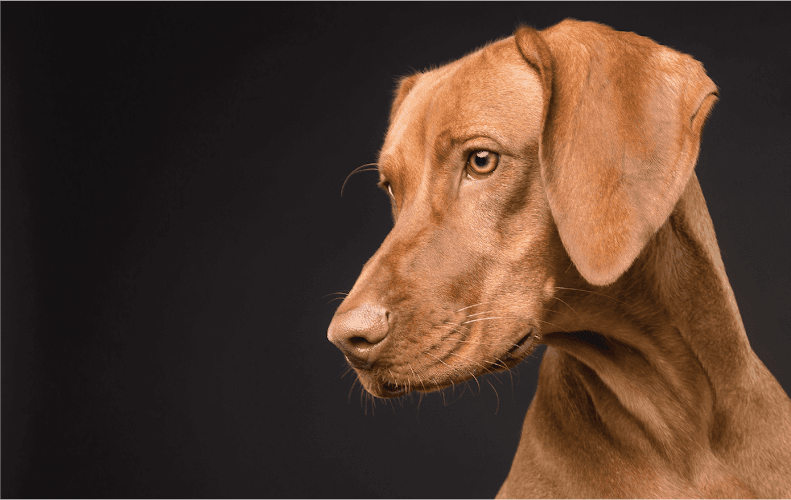 Leading Edge K9 – Dog Training & Daycare Services