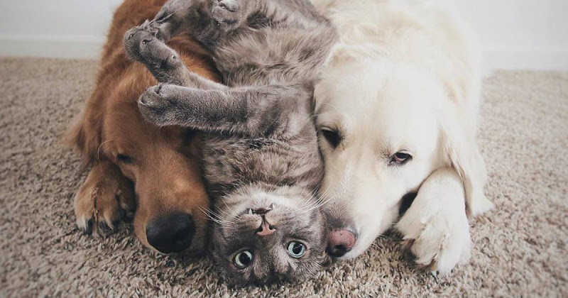 Sluuurp&Co – Pet Supplies