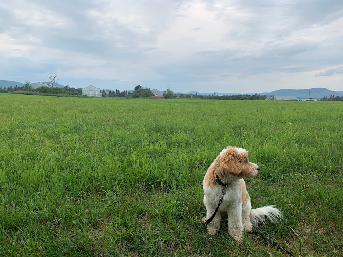 Promeneuse de Chien Ville de Québec