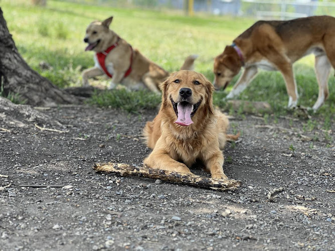 Playcation Pet Care