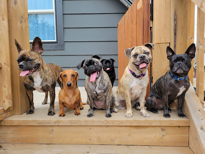 Elora Doggy Daycare
