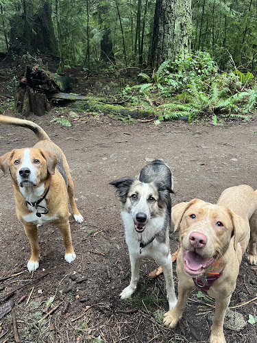 Paws n pines dog walking