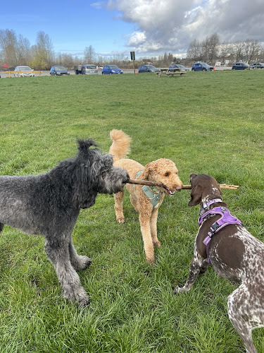 Doggo Amigo Adventures