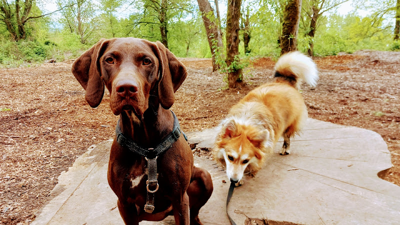 Artemis & Co Pet Care