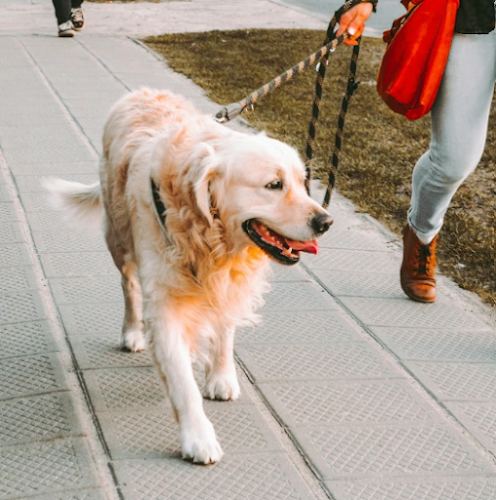 Pawppy Plus Pet Care