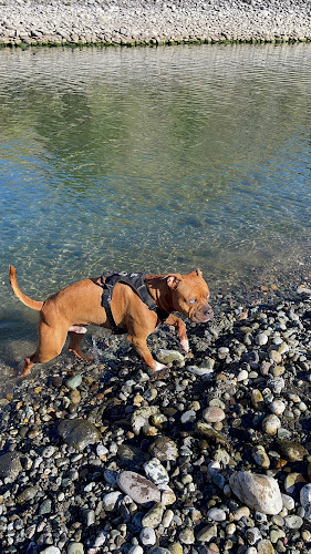 Pooch Pace