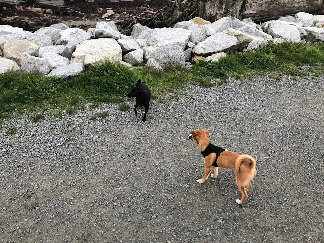 Kitsilano Dog Walking Pros