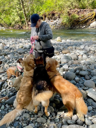 Pawsatively Adventurous Dog Walking