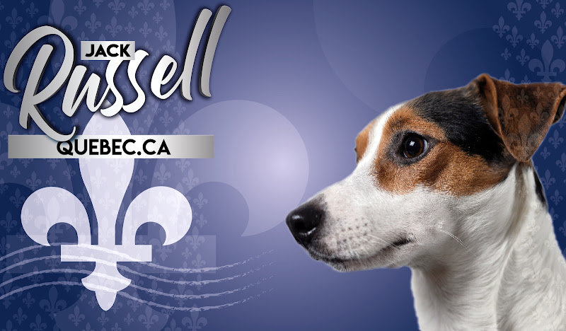 Jack Russell Québec