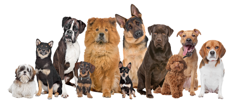 Marshall’s Dog Rescue