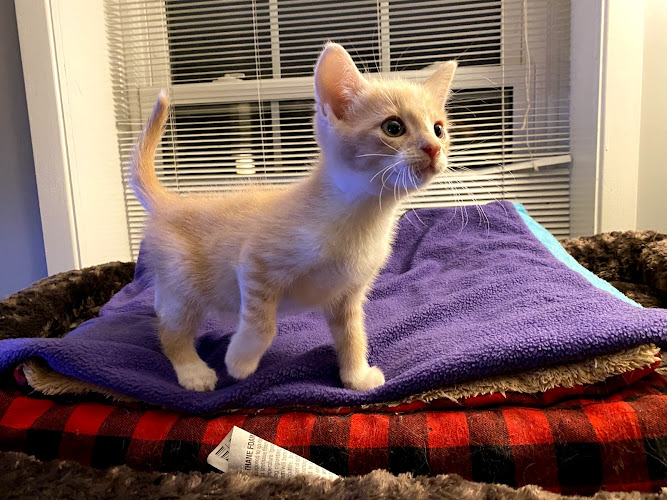 Heidi’s Kitty Haven