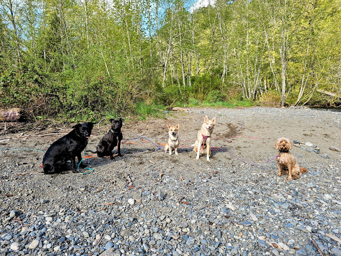 Kiki’s Dog Service