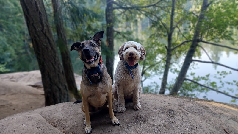 Dee’s Dogs