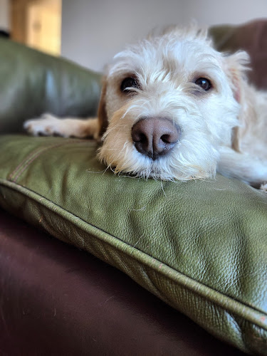 RainCoast Pet Assistant
