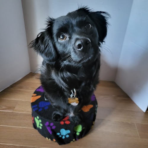 Life of Reilly B &B for Wee Dogs