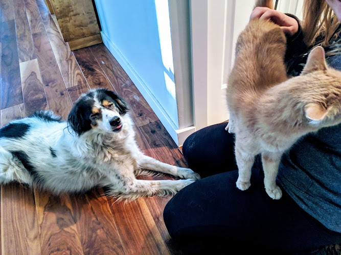Pawsitive Company Pet Services