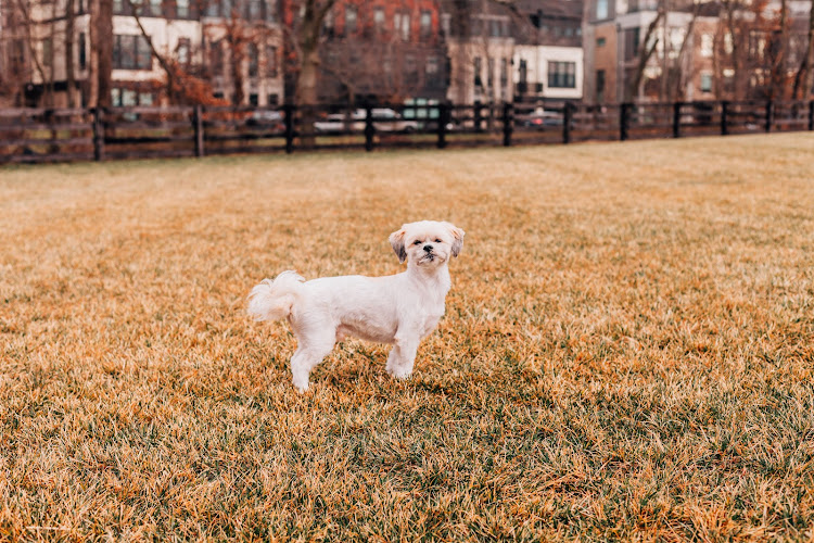 Pawsitivity Pet Services