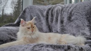 Chatterie Shacoon