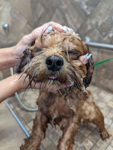 Pawsome Petcare