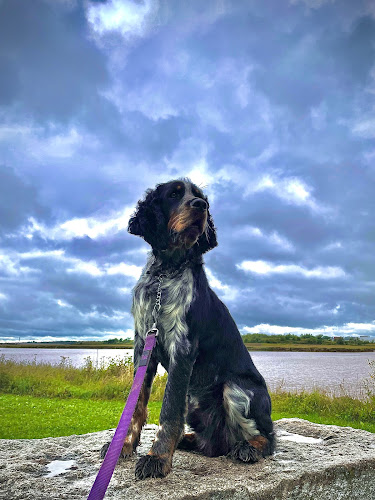 Simply DogTalk – Dog Training & Obedience | Moncton | Dieppe | Riverview