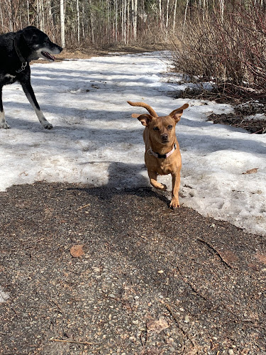 Happy Hounds Hiking Prince George