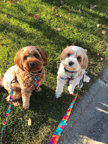 Happy Tails Canine Adventures