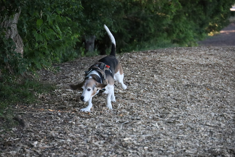 Grand River Canine