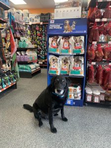 Chico – Boutique d’animaux | Saint-Bruno