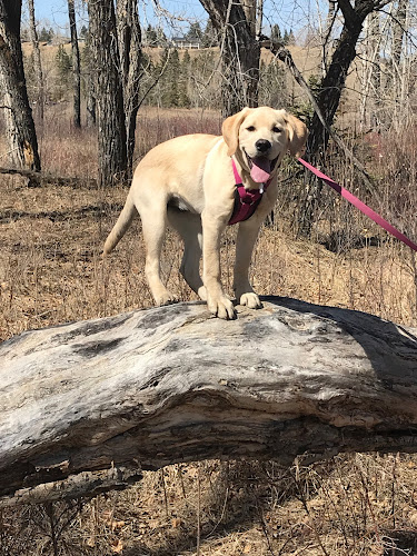 WAGDogs Dog Training and Consulting in Calgary and nearby areas