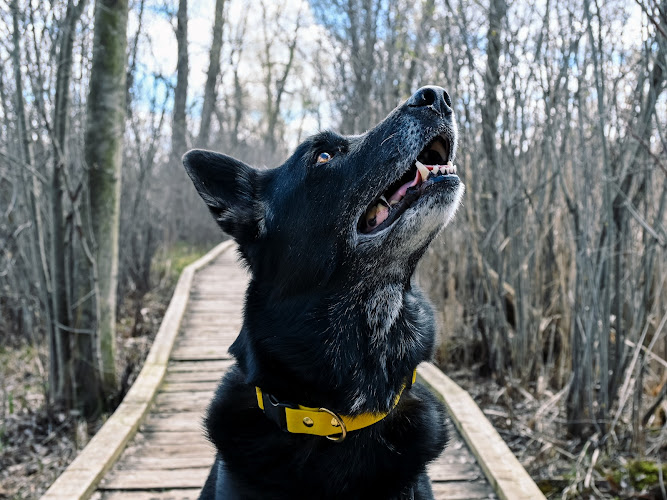 Lost + Hound