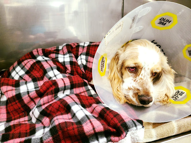 Eagleson Veterinary Clinic