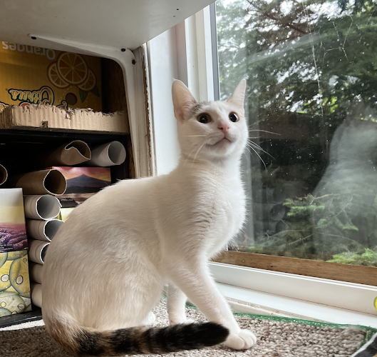 The Kenora Cat Shelter