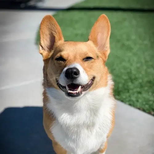 The Corgi Guru