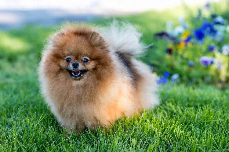 Paradise Pomeranian Home