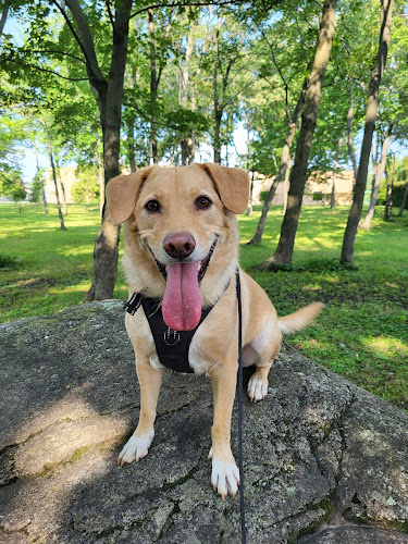 Amis des 4 pattes – Promeneur de chiens
