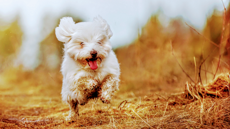 Happy Pups Dog Walking