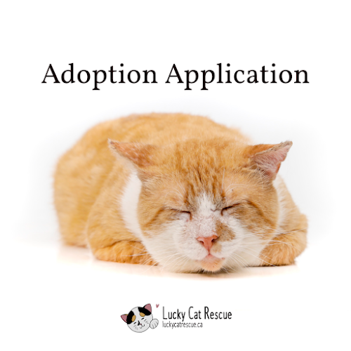 Lucky Cat Rescue