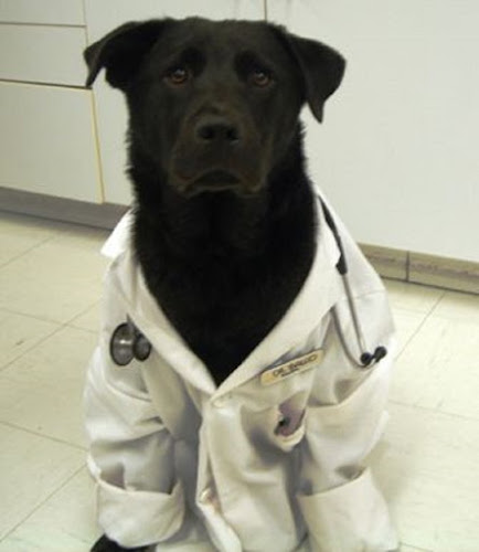 Boardwalk Animal Hospital – In The Beaches