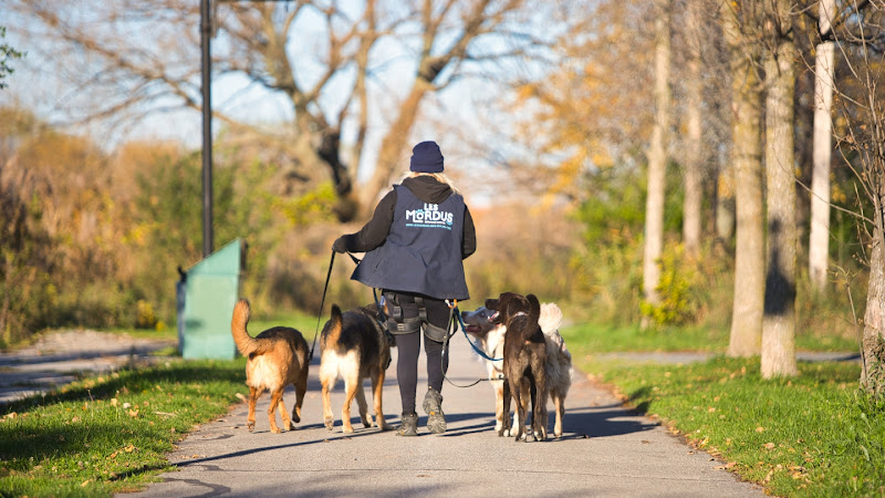 LES MORDUS | SERVICES CANINS