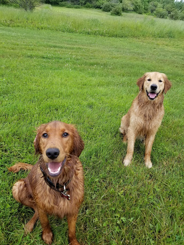 Doggett Style Dog Training