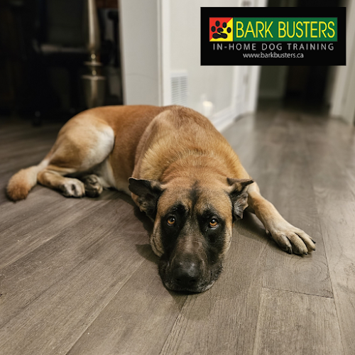 Bark Busters