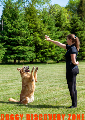 Doggy Discovery Zone